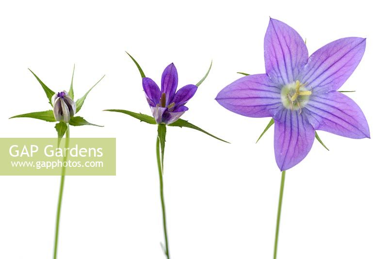 Campanula ramosissima 'Meteora' - Bellflower - Three flowers in different stages of opening 