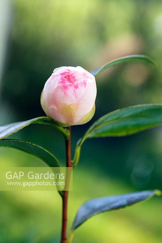 japonica x lutchuensis - Camellia 'Spring Mist' bud