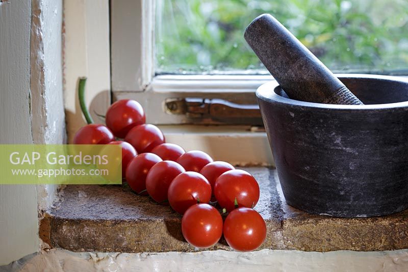 Solanum lycopersicum var. cerasiforme - cherry vine tomatoes - Piccolo - on window sill