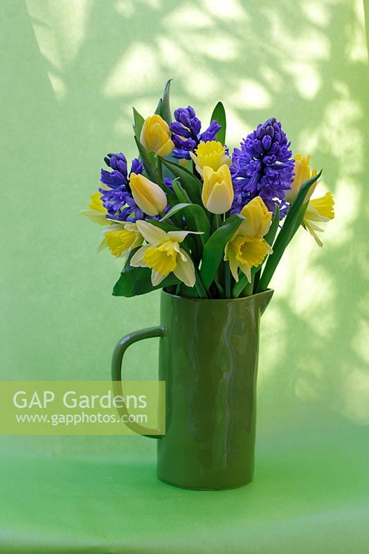 Hyacinth 'Delft Blue', Tulipa 'Yellow Fever', Narcissus 'Rijnveld's Early Sensation's in green jug, green background