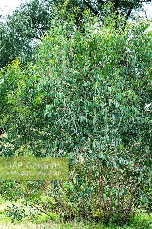 Eucalyptus pauciflora subsp. niphophila - snow gum
