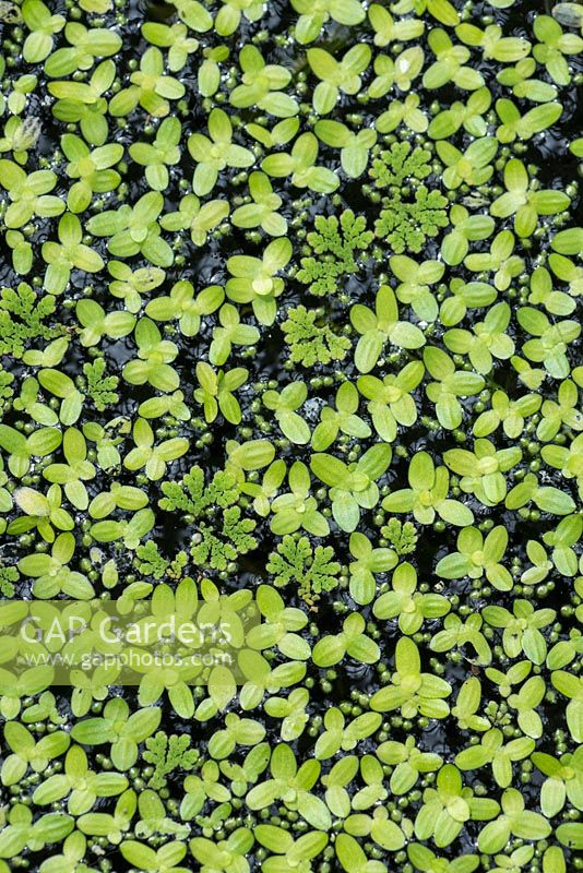 Azolla sp. Wolffia sp. and Lemna sp. - duckweeds - on tropical pond surface.
