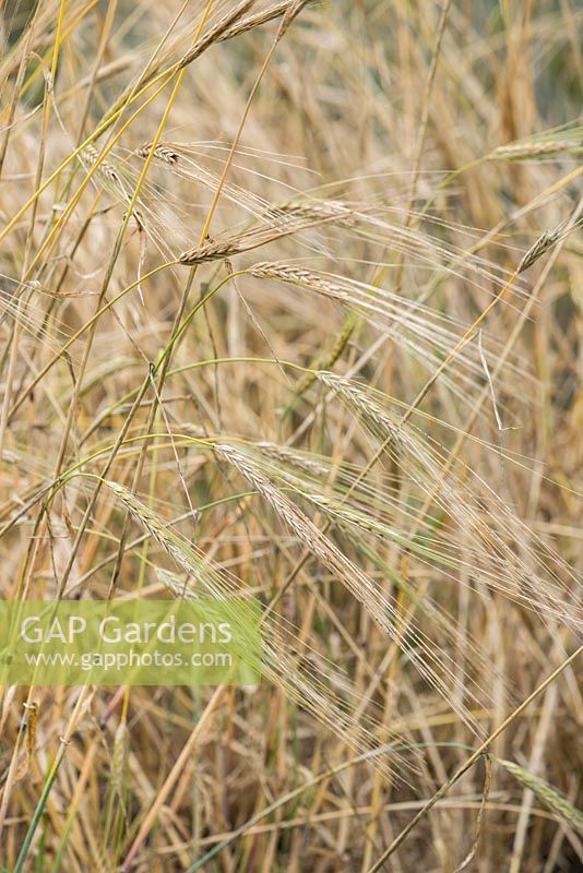 Hordeum spontaneum - wild barley