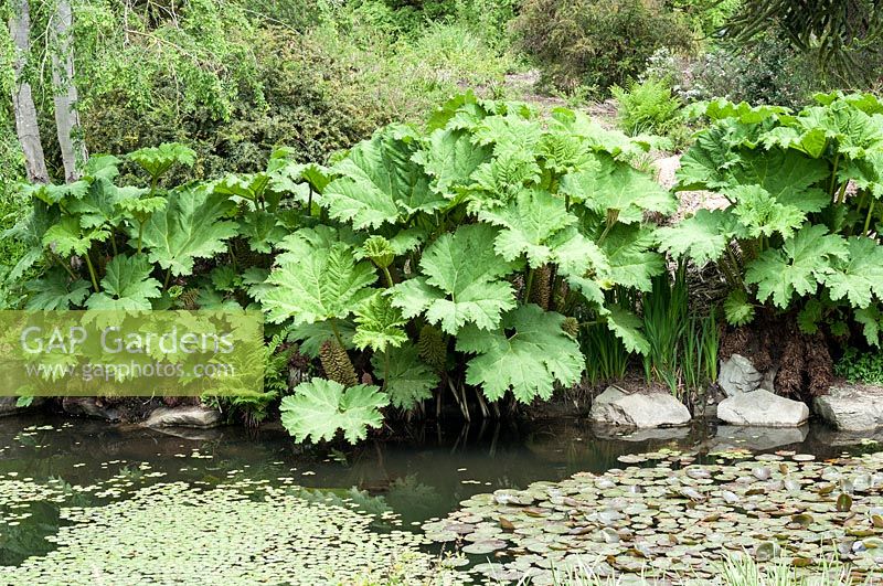 Gunnera manicata growing at pond edge 