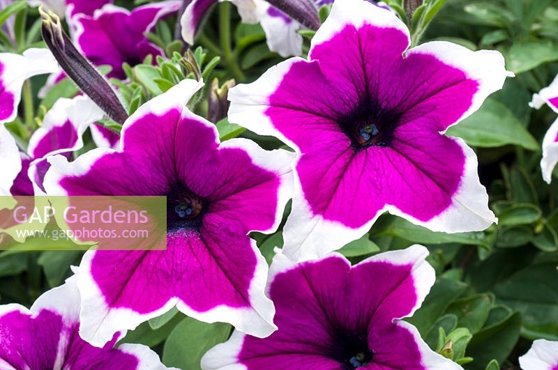 Petunia Cascadias Rim Violet - Cascadias Series