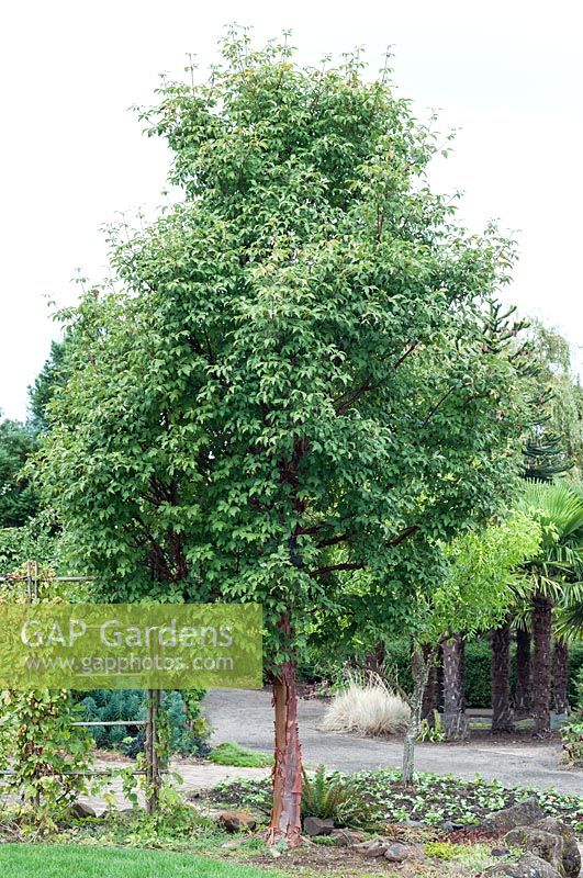 Acer griseum - paperbark maple