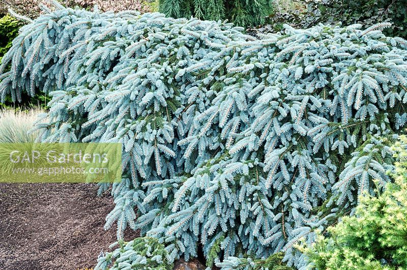 Picea pungens 'The Blues' - Colorado Spruce 
