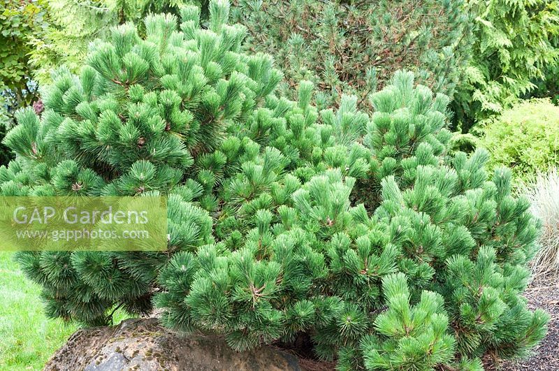Pinus thunbergii 'Thunderhead'
 