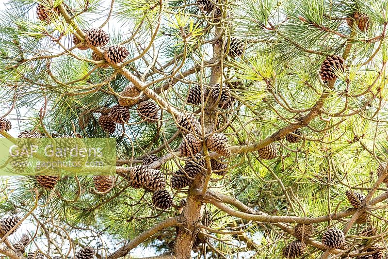 Pinus nigra - Austrian pine