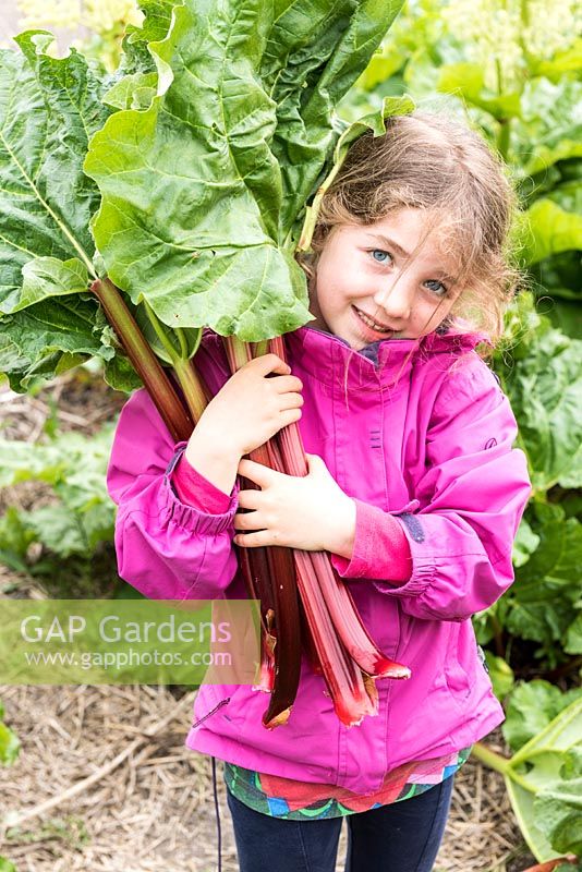 Young girl harvesting rhubarb