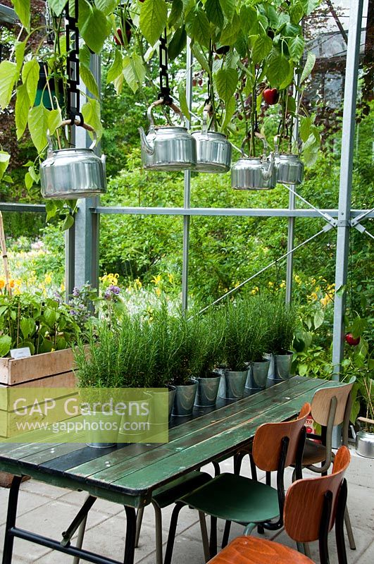 Table, chairs, trailing plants and potted rosemary in vintage glasshouse. 