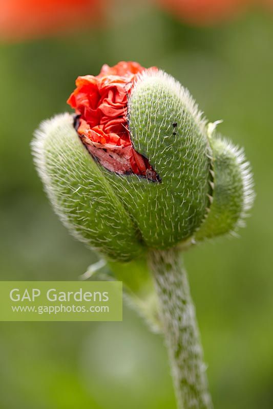 Papaver orientale - poppy 