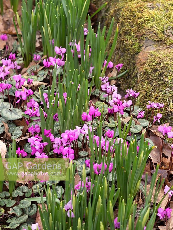 Cyclamen coum provide ground cover around emerging Narcissus in border. 
