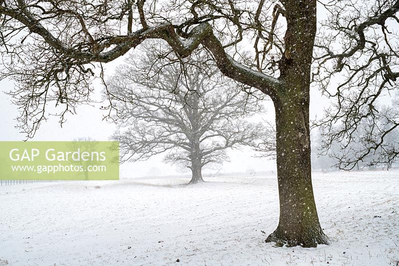 A Quercus - Oak tree - in the snow. 