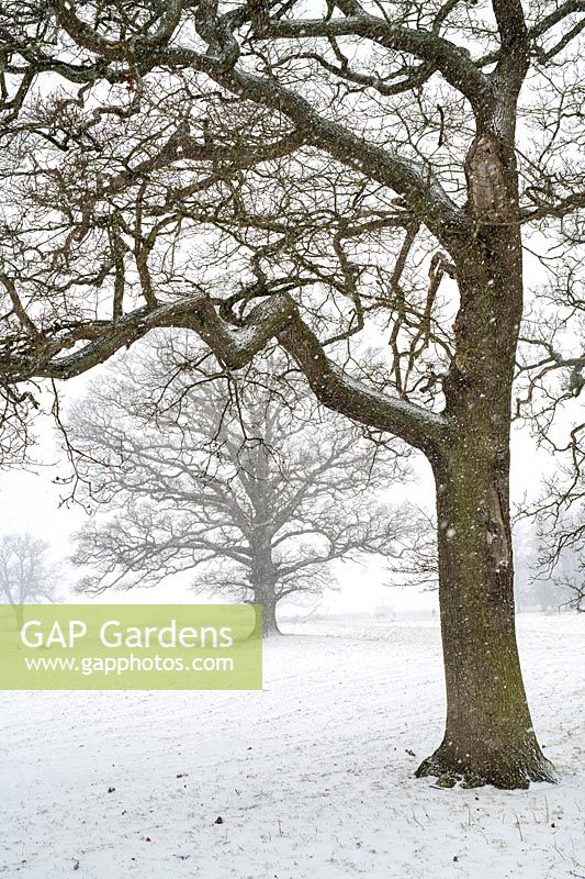 Quercus - Oak tree in snow, Oxfordshire 