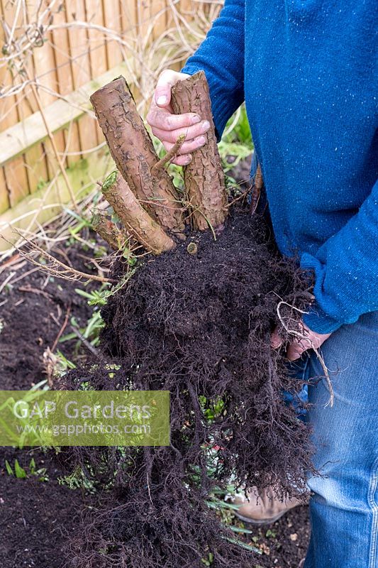 Gardener holding Hypericum stump and roots, Oxfordshire