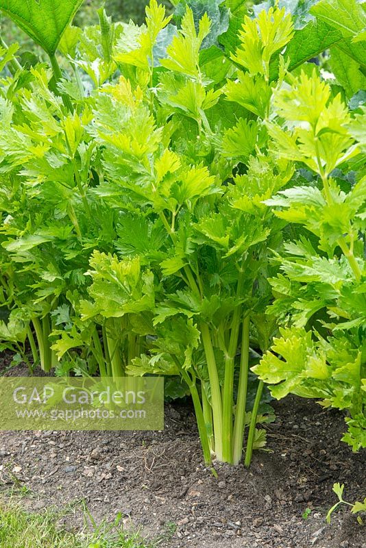 Apium graveolens - celery 