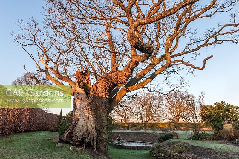Acient oak tree in Town Place garden