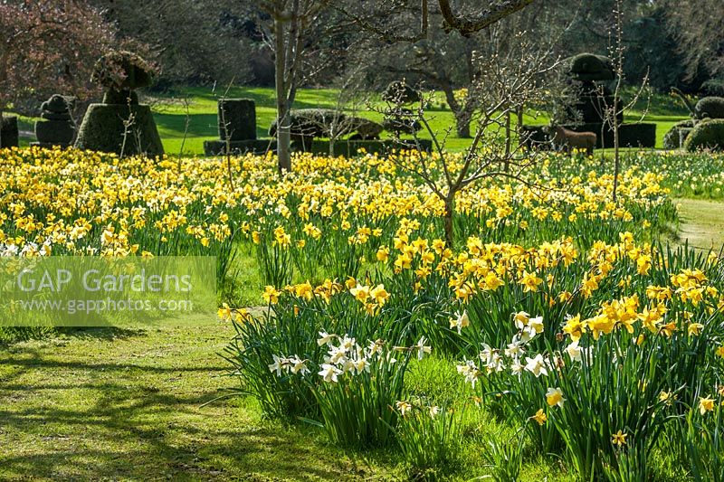 Mixed Narcissus - daffodils - at Hever Castle, Kent.