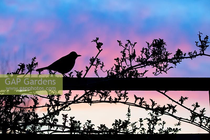 Turdus merula - Female blackbird silhouettes on trellis at sunrise