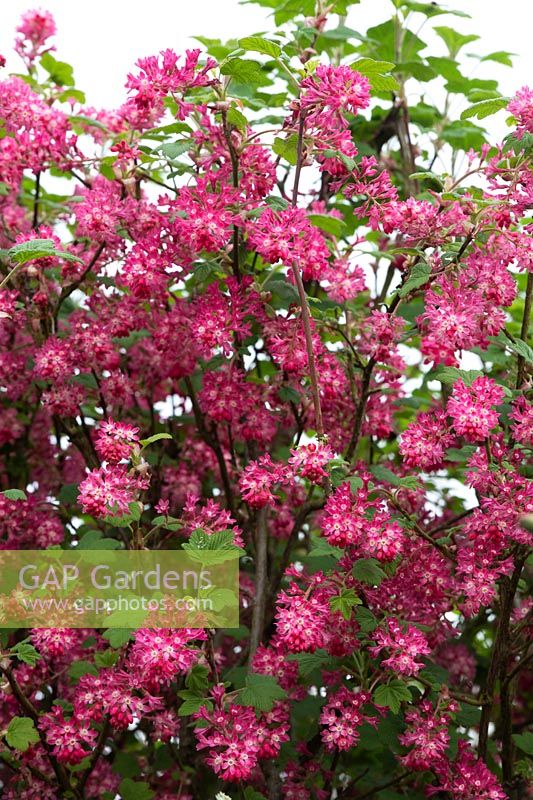 Ribes Sanguineum 'Atrorubens' - Flowering currant