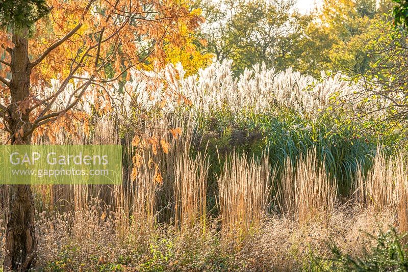 Perennial border with Calamagrostis, Miscanthus and Metasequoia glyptostroboides. 