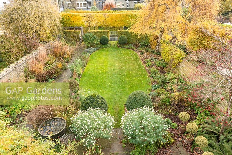 Formal town garden with neat lawn, Box topiary, pleached Field Maples internal hedges, half barrel pond and herbaceous borders