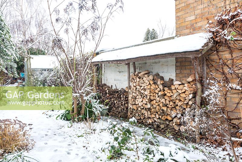 Snow covered log store with pollarded Sambucus nigra