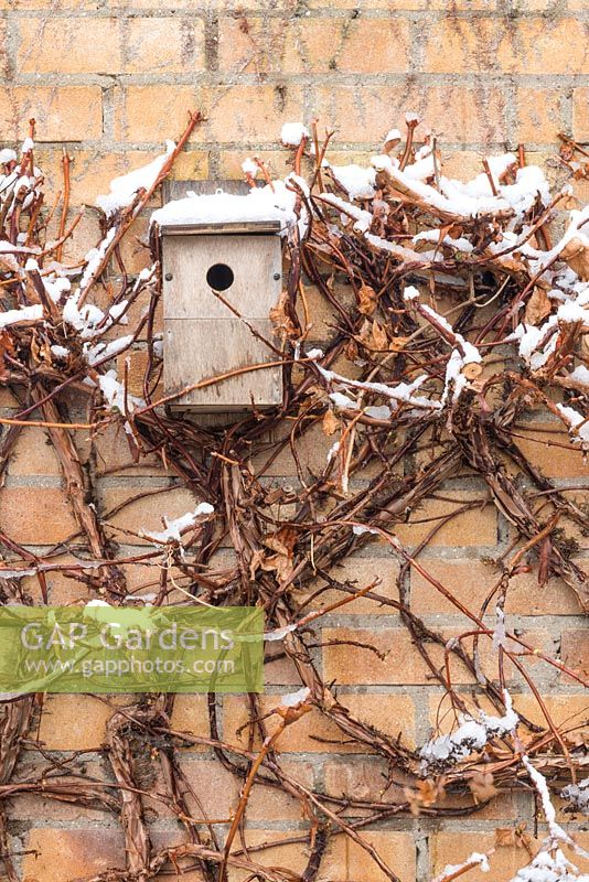 Bird box on wall with Hydrangea anomala subsp. petiolaris 
