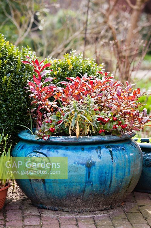 Skimmia and Pieris in glazed terracota container
