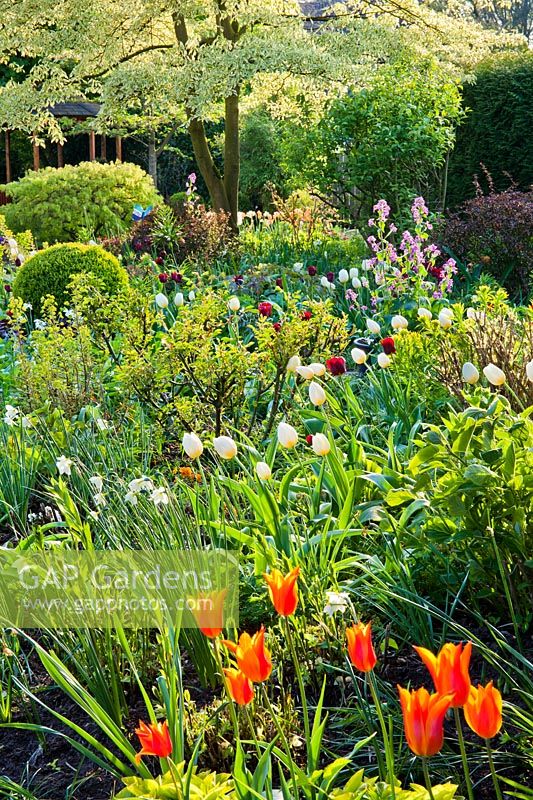 Spring flowerbed with Euphorbia x martinii 'Ascot Rainbow', daffodils, honesty - Lunaria annua, Cornus controversa 'Variegata', Tulip 'Jan Reus', Tulipa 'Ballerina' and Tulipa 'White Emperor