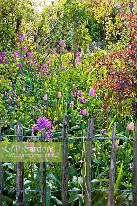 Spring border with tulips, honesty and emerging perennials