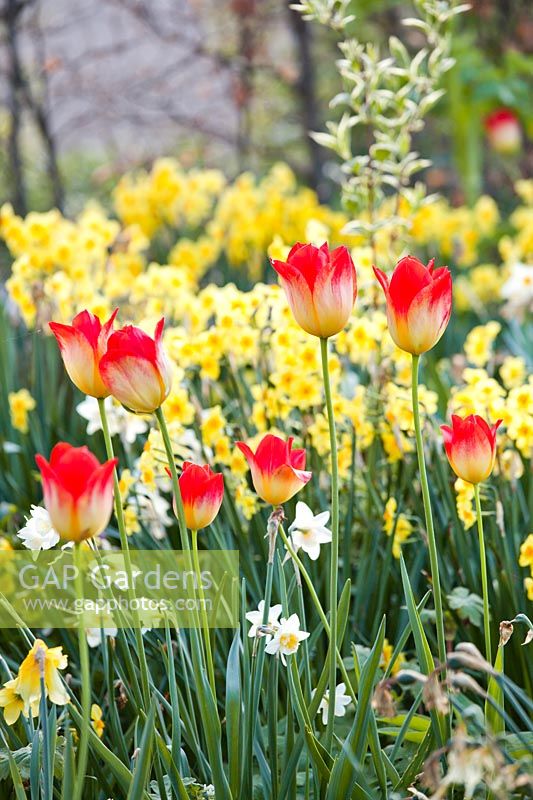 Tulipa 'Aperitif' amongst daffodils