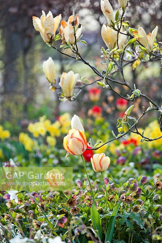 Tulipa 'Sundowner', magnolia and hellebores