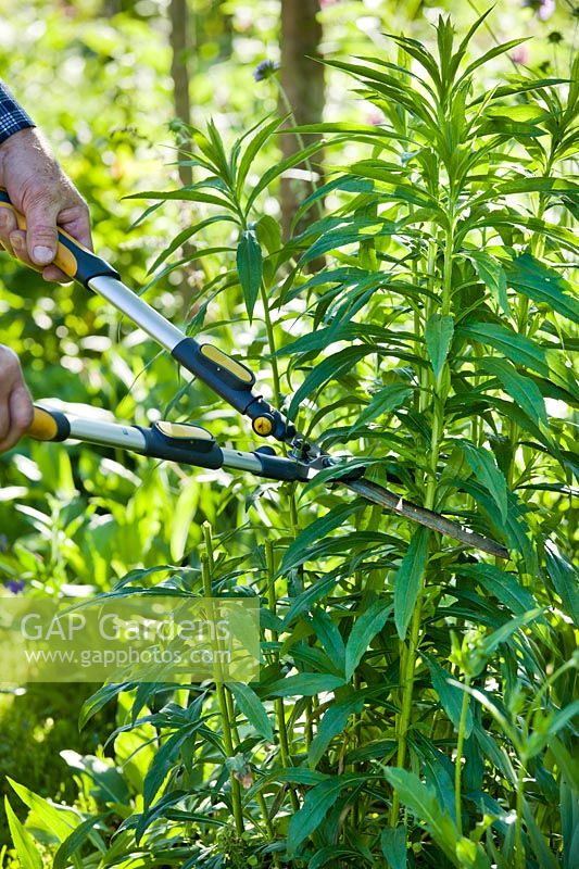 Person cutting back tall-growing Solidago to encourage branching.