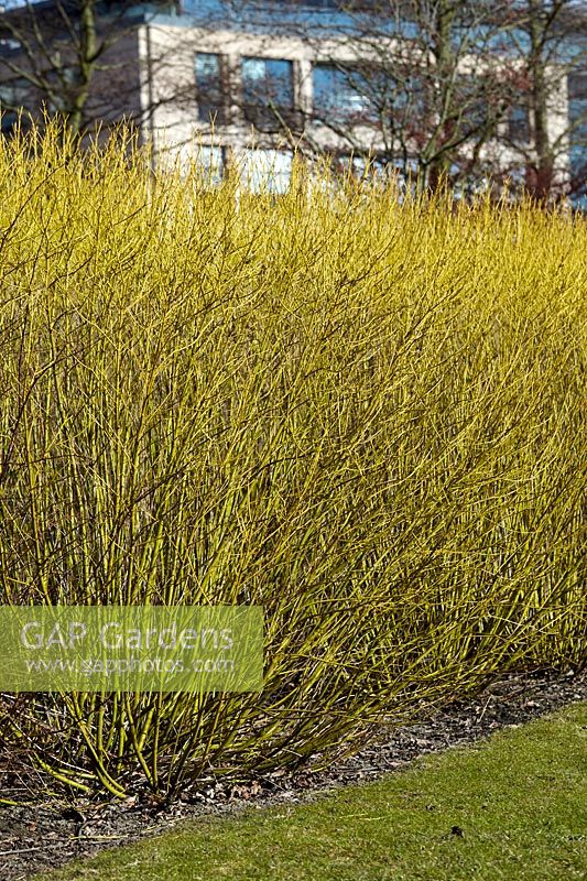 Cornus sericea 'Flaviramea' - golden-twig dogwood