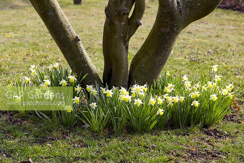 Narcissus 'Topolino' - daffodil
