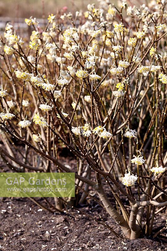 Edgeworthia chrysantha 'Winter Liebe' - Paperbush