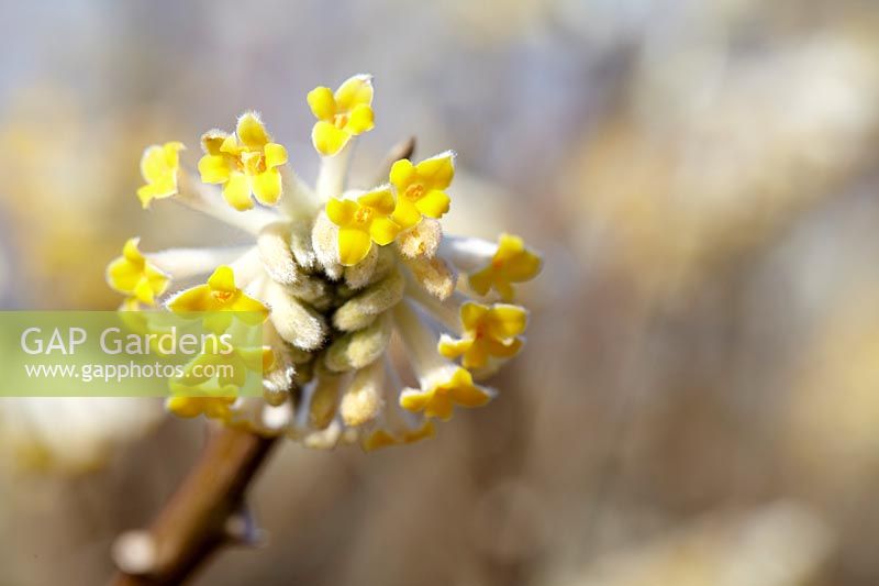 Edgeworthia chrysantha 'Winter Liebe' - Paperbush 