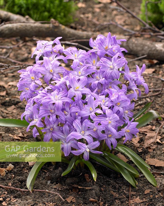 Chionodoxa luciliae 'Violet Beauty' - Glory of Snow