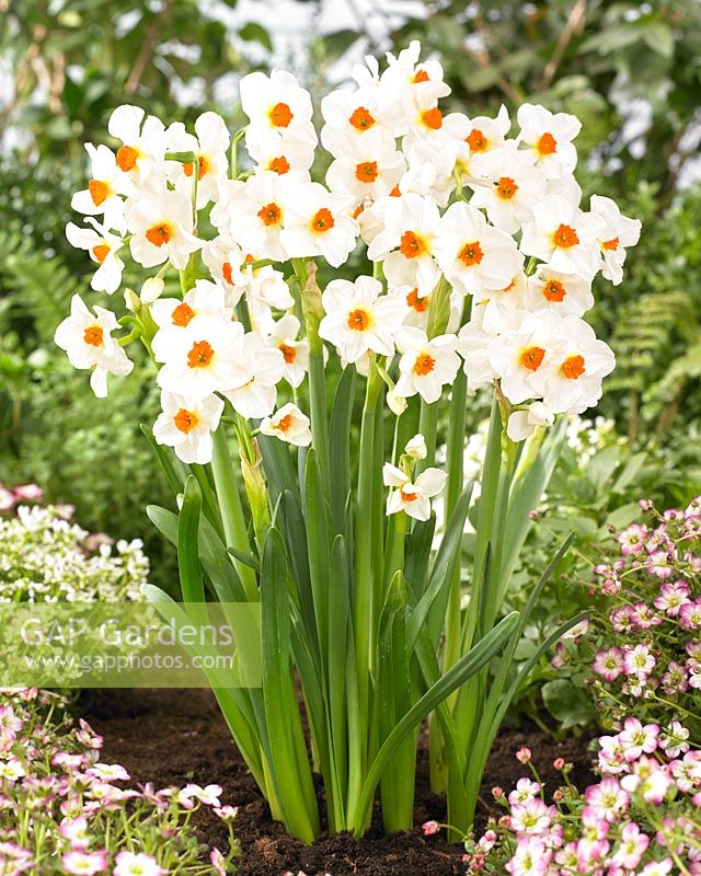Narcissus 'Cragford' - daffodils 