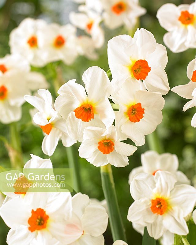 Narcissus 'Cragford' - daffodils 