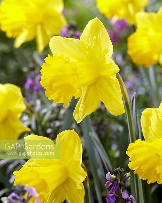 Narcissus 'Exception' - daffodils 