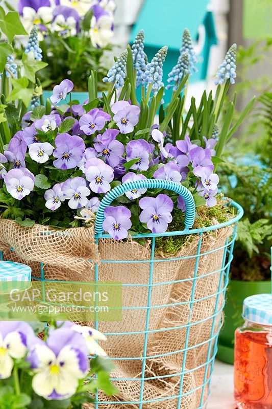 Flowering Viola and Muscari in hessian and wire container. 