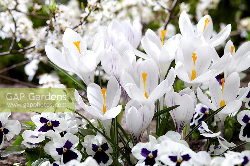 Crocus 'Prins Claus' underplanted with white Viola - Pansies



 