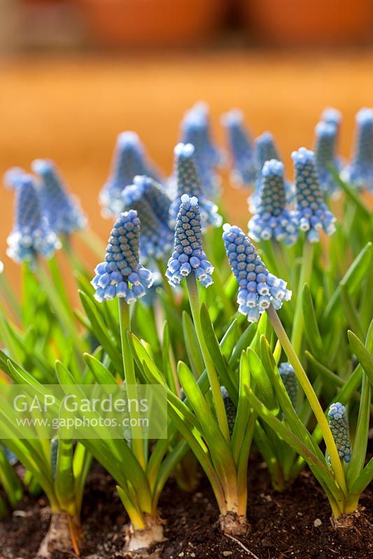 Muscari aucheri 'Blue Magic' - grape hyacinth