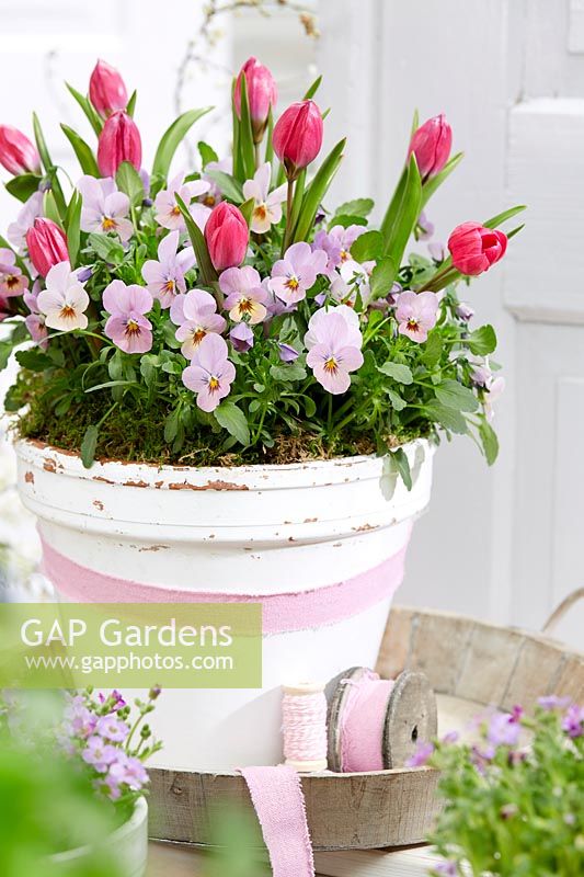 A pink flowering spring container.