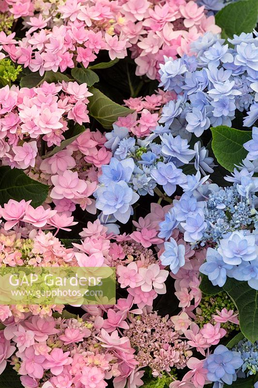 Hydrangea macrophylla 'Romance Pink' and 'Romance Blue' - Star Flowered Hydrangea 