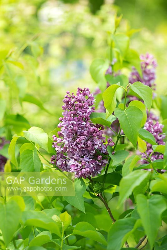 Syringa vulgaris 'Olive May Cummings' - Lilac 