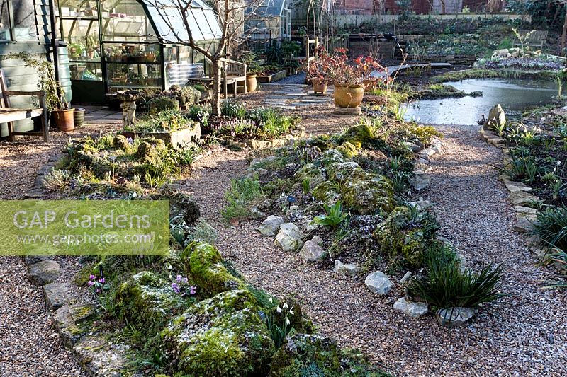 Snowdrop collection planted in rockery with range of crocus, showing wider view of the garden in early morning winter light 